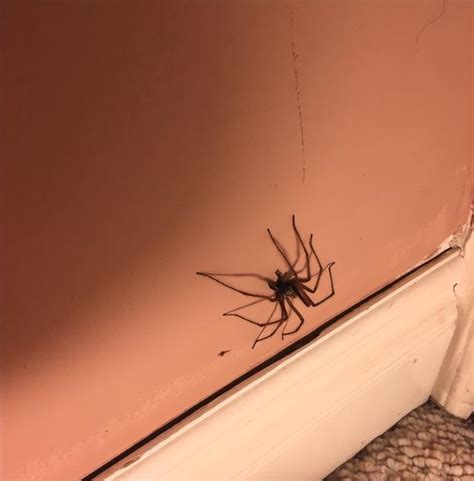 為何家裡有蜘蛛